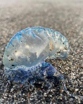 カツオノエボシ